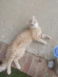 Found/Stray Male Cat last seen in hollis apmt complex.nicole drive, lafayette,tn, Lafayette, TN 37083