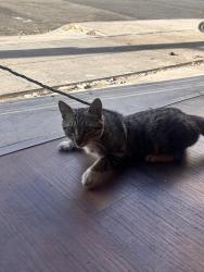 Found/Stray Male Cat last seen 8th st, Los Angeles, CA 90021