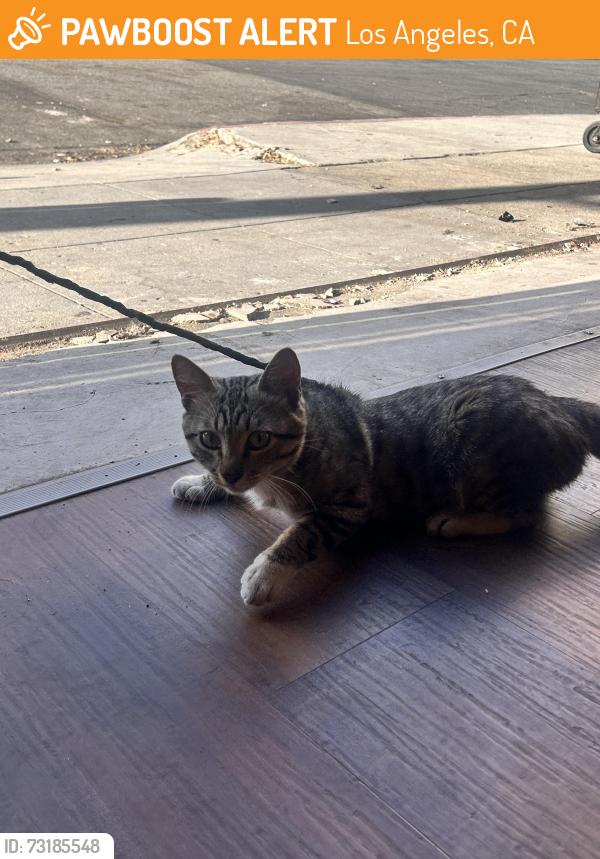 Found/Stray Male Cat last seen 8th st, Los Angeles, CA 90021
