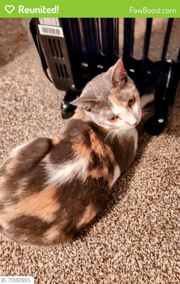 Reunited Female Cat last seen SRU, the middle school and highschool, Slippery Rock, PA 16057