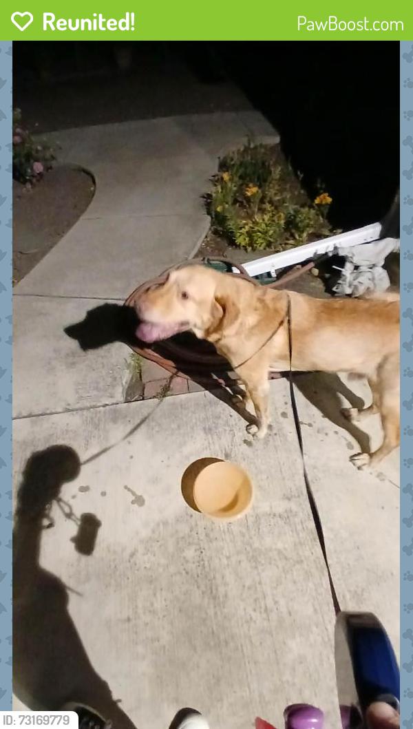 Reunited Male Dog last seen Fordham Drive and Georgetown Place, Santa Clara, CA, Santa Clara, CA 95051
