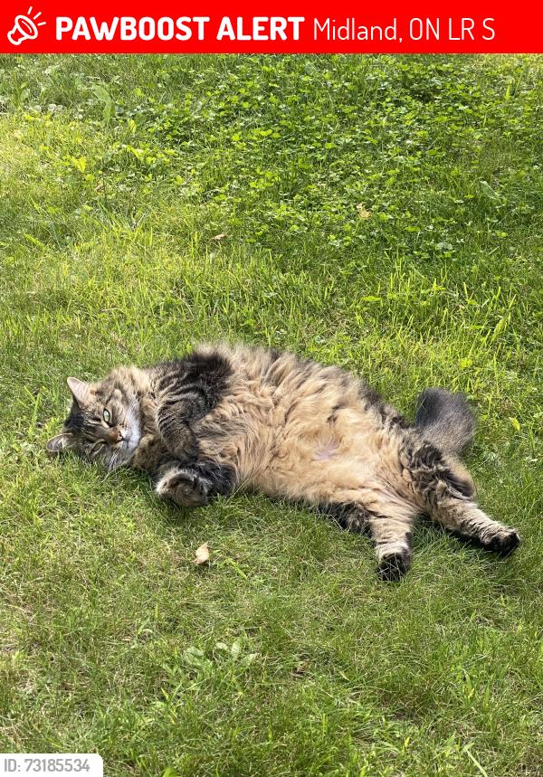 Lost Female Cat last seen Between 8th and Margaret on Dominion Avenue, Midland, ON L4R 1S3