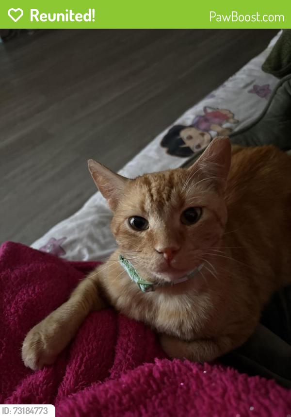 Reunited Male Cat last seen Sutton Place apmts, Dallas, TX 75287