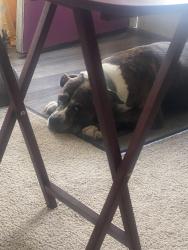 Reunited Female Dog last seen 54th and East C Street, Tacoma, WA 98404