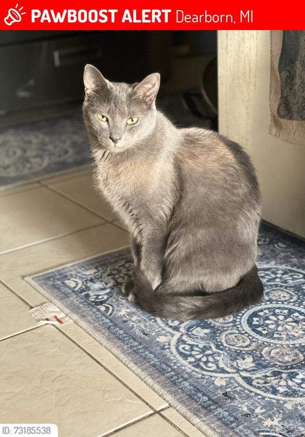 Lost Male Cat last seen Orchard ave, Dearborn, MI 48126