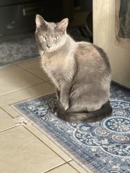 Lost Male Cat last seen Orchard ave, Dearborn, MI 48126