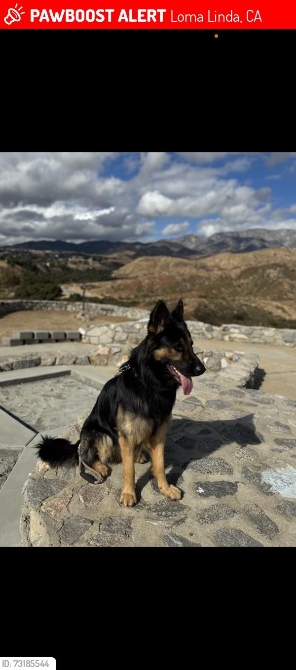 Lost Male Dog last seen Hulda Crooks Park, Loma Linda, CA 92354