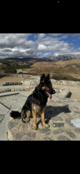 Lost Male Dog last seen Hulda Crooks Park, Loma Linda, CA 92354