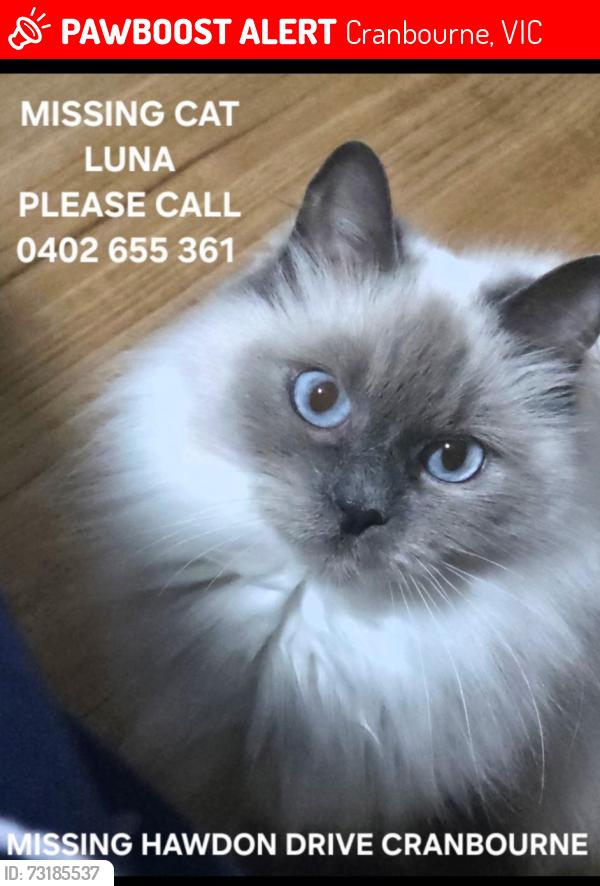 Lost Female Cat last seen Bunurong place, Dunbar Avenue, Clarendon Street, Cranbourne, VIC 3977