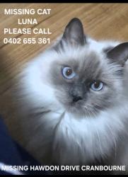 Lost Female Cat last seen Bunurong place, Dunbar Avenue, Clarendon Street, Cranbourne, VIC 3977