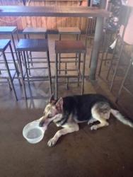 Found/Stray Unknown Dog last seen Buggy wheel bar and grill, Tucson, AZ 85706
