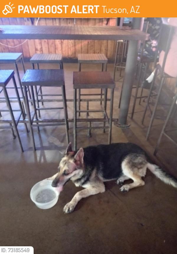 Found/Stray Unknown Dog last seen Buggy wheel bar and grill, Tucson, AZ 85706