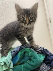Lost Female Cat last seen Near Darlene Ln, Tracy, CA 95377
