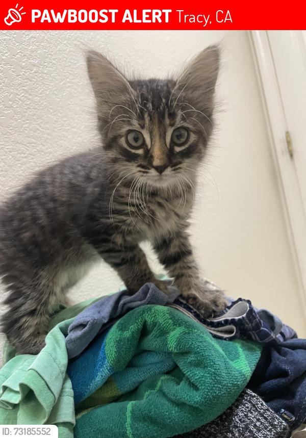 Lost Female Cat last seen Near Darlene Ln, Tracy, CA 95377