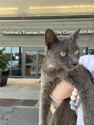 Found/Stray Male Cat last seen Knob hill west, Columbus, OH 43228