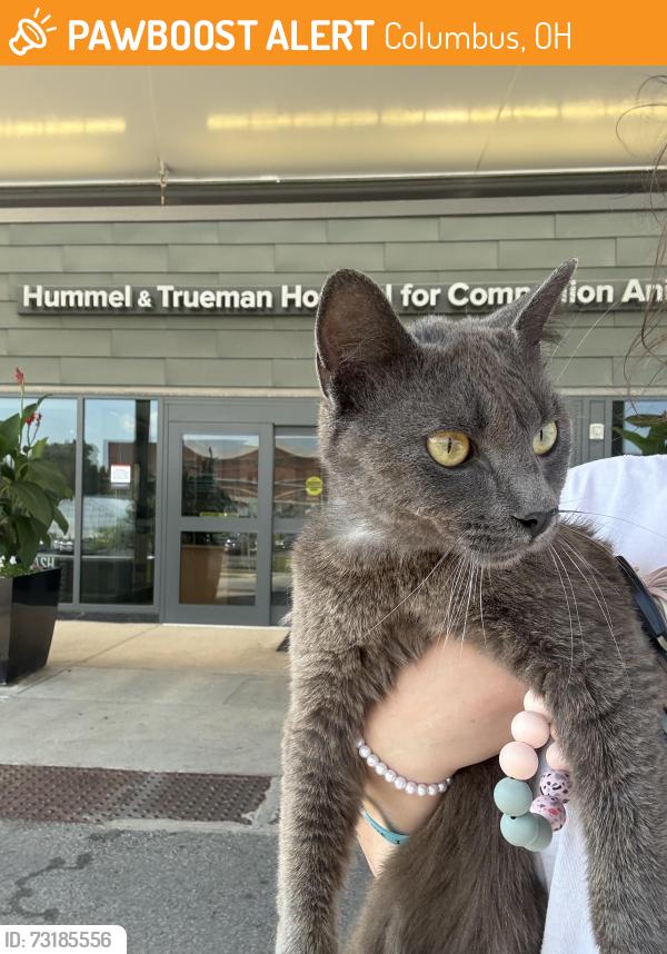 Found/Stray Male Cat last seen Knob hill west, Columbus, OH 43228