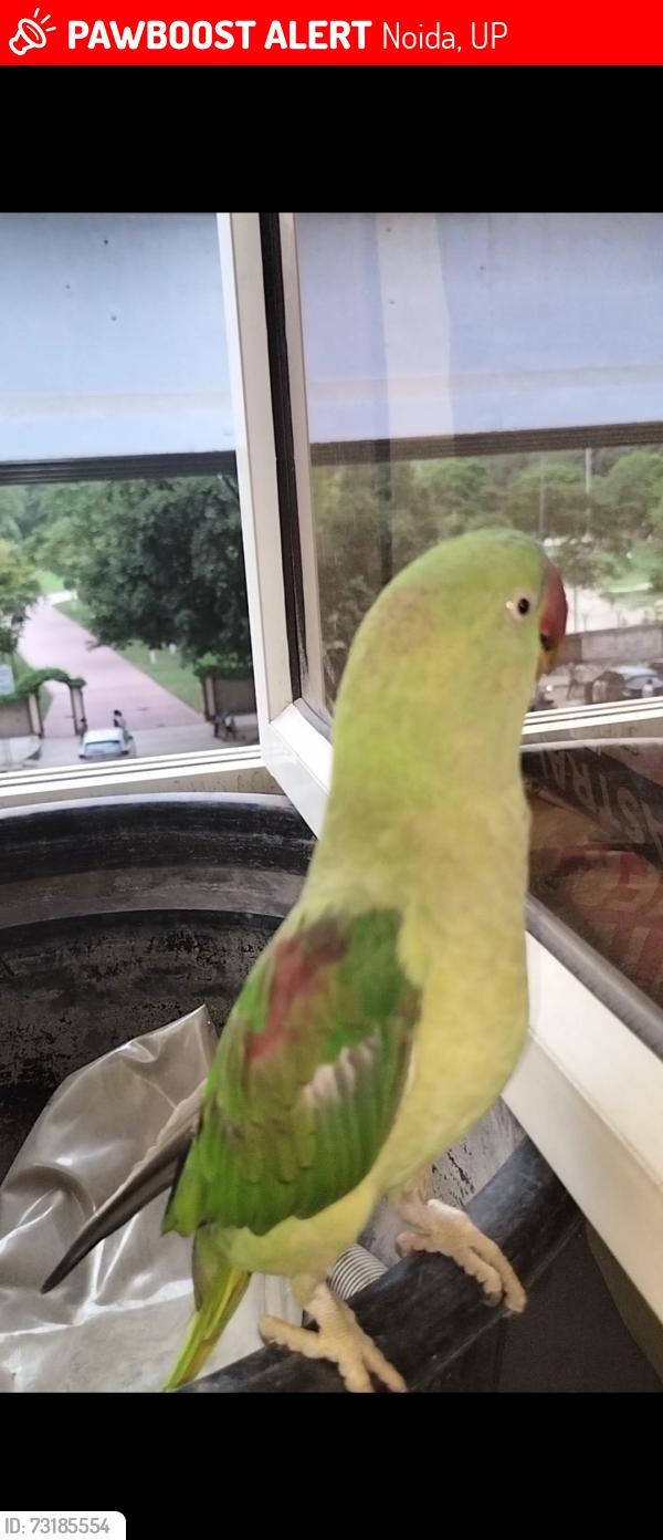 Lost Unknown Bird last seen Opposite pillar no 38 nearest radha swami satsang beas, Noida, UP 