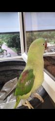 Lost Unknown Bird last seen Opposite pillar no 38 nearest radha swami satsang beas, Noida, UP 
