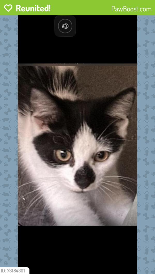Reunited Female Cat last seen Maesteg Rd, Maesteg CF34 9LB, UK, Bridgend County Borough, Wales CF34 9LB