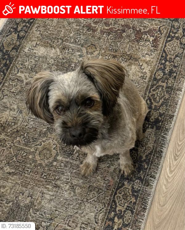 Lost Male Dog last seen Near Eagle peak rd., Kissimmee, FL 34746