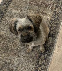 Lost Male Dog last seen Near Eagle peak rd., Kissimmee, FL 34746