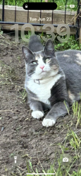 Lost Female Cat last seen Fernwood ave, Rochester, NY 14609