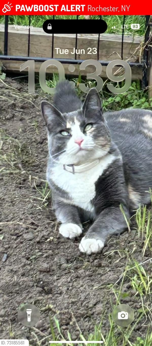 Lost Female Cat last seen Fernwood ave, Rochester, NY 14609
