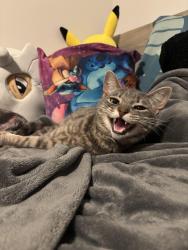 Reunited Female Cat last seen Democracy Lane and University Drive, Fairfax, VA 22030
