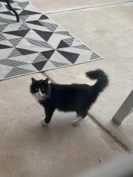 Found/Stray Unknown Cat last seen Napoli PL and Bandelier, Albuquerque, NM 87114