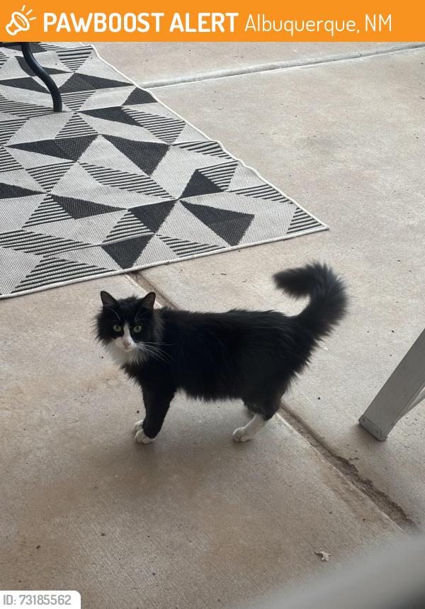 Found/Stray Unknown Cat last seen Napoli PL and Bandelier, Albuquerque, NM 87114
