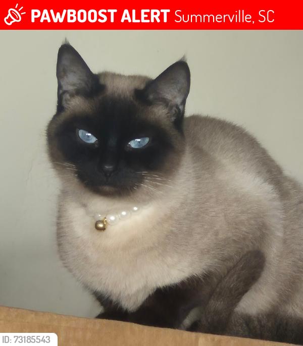 Lost Female Cat last seen Coourtland dr, Summerville, SC 29486