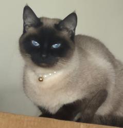 Lost Female Cat last seen Coourtland dr, Summerville, SC 29486