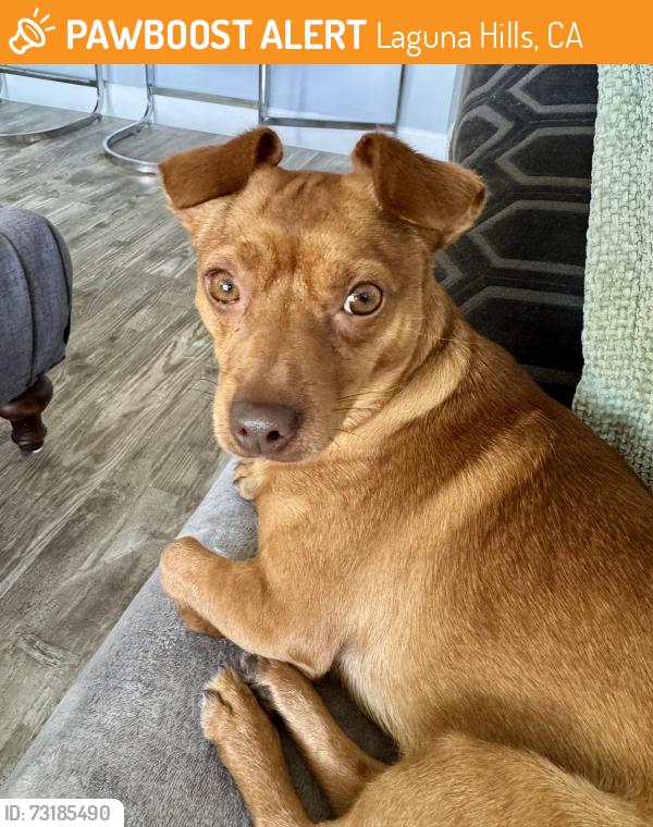 Found/Stray Male Dog last seen Moulton / Glenwood Dr Laguna Hills/Aliso viejo, Laguna Hills, CA 92609
