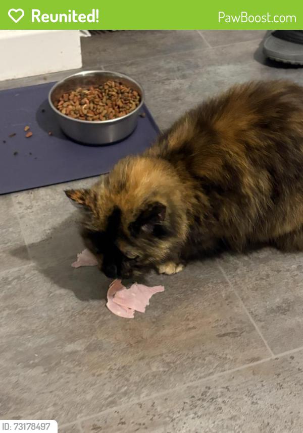 Reunited Female Cat last seen Pole Walk, Blackburn with Darwen, England BB3 3FZ