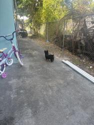 Lost Male Dog last seen 83rs st north Miami ave, Miami, FL 33138