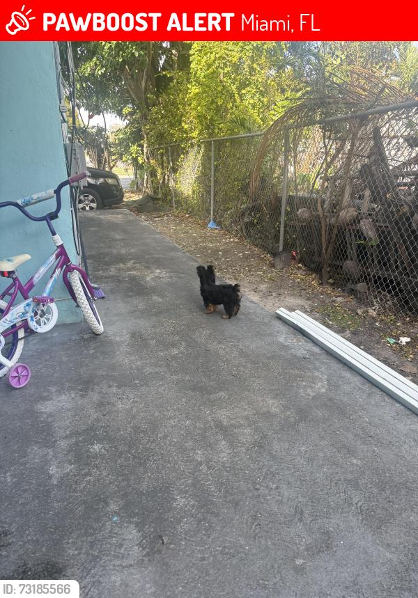Lost Male Dog last seen 83rs st north Miami ave, Miami, FL 33138