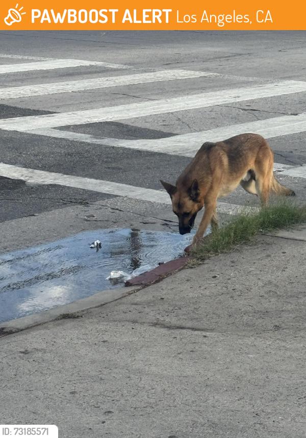 Found/Stray Unknown Dog last seen Rinaldi and Acala Avenue, Los Angeles, CA 91340