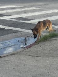 Found/Stray Unknown Dog last seen Rinaldi and Acala Avenue, Los Angeles, CA 91340