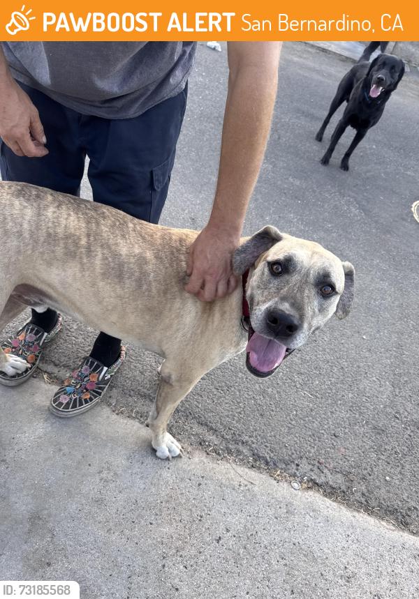 Found/Stray Male Dog last seen Del Rosa and Baseline in San Bernardino, San Bernardino, CA 92404