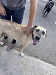 Found/Stray Male Dog last seen Del Rosa and Baseline in San Bernardino, San Bernardino, CA 92404