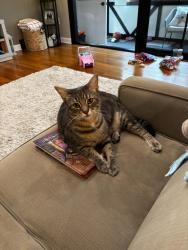Reunited Male Cat last seen Lynch Field, Greensburg, PA 15601