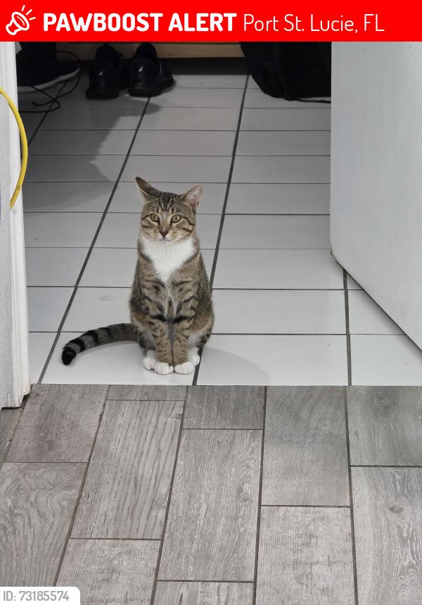 Lost Male Cat last seen Lucero Drive, Port St. Lucie, FL 34983