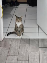Lost Male Cat last seen Lucero Drive, Port St. Lucie, FL 34983