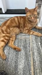 Lost Male Cat last seen Demers st, Marlborough, MA 01752
