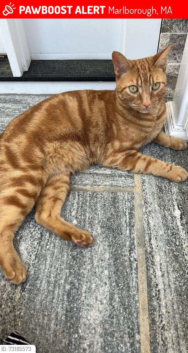 Lost Male Cat last seen Demers st, Marlborough, MA 01752