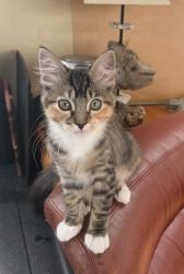 Reunited Female Cat last seen Froude Street, San Diego, CA 92107
