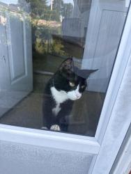 Lost Male Cat last seen Speedway, Providence, RI 02904