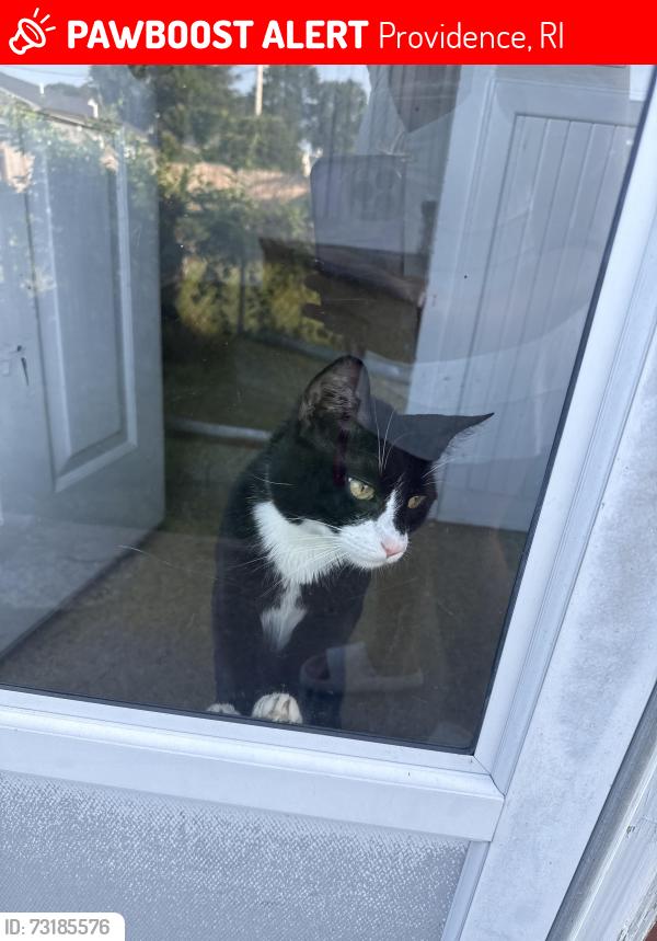 Lost Male Cat last seen Speedway, Providence, RI 02904