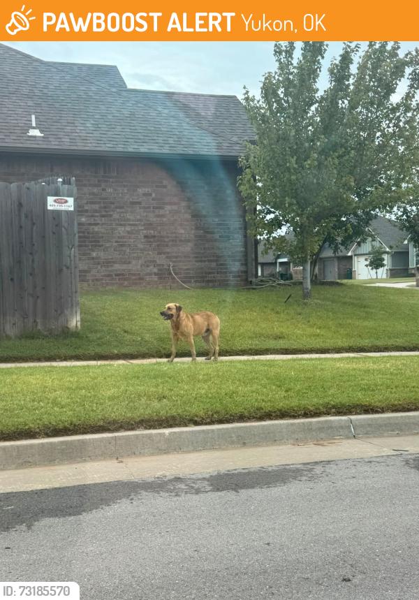 Found/Stray Unknown Dog last seen Britton Rd & County Line Rd, Yukon, OK 73099