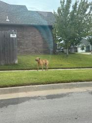 Found/Stray Unknown Dog last seen Britton Rd & County Line Rd, Yukon, OK 73099